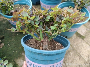  月季植株如何进行矮化？