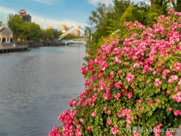 东台月季：安吉拉开爆，东台人走花路上班