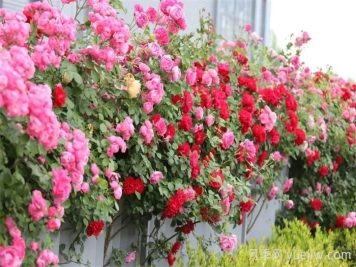 临沂月季：从道路到公园，月季爆火出圈