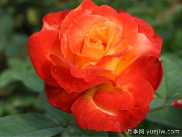 月季：花中皇后的四时浪漫