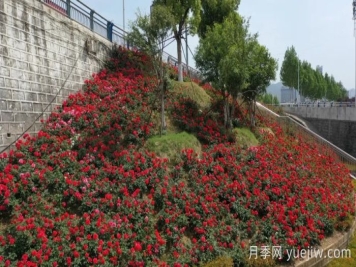 淅川月季：夏至淅川 月季倾城