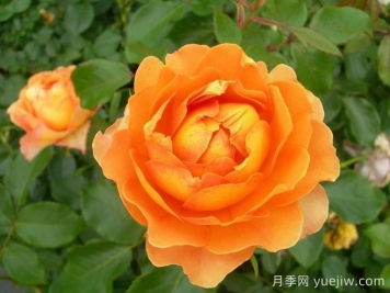 月季介绍之焦糖古董