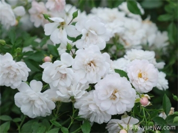 月季介绍之彗星