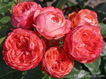 月季介绍之庞贝
