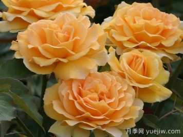 月季介绍之蜂蜜香水