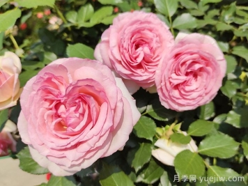 月季介绍之粉色龙沙宝石