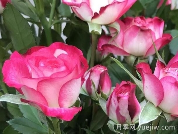 月季介绍之复色狮子座