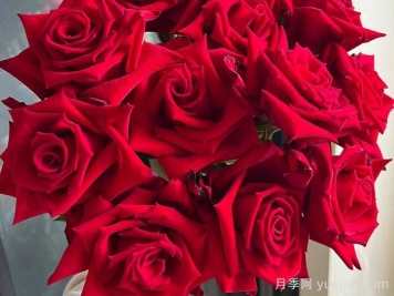 月季介绍之女士杀手