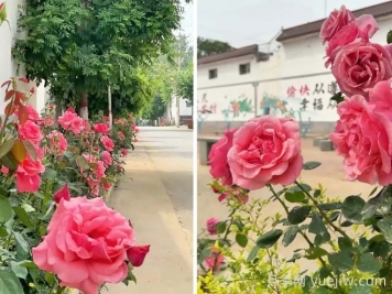 定州月季：东留春乡月季花开惹人醉