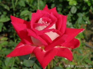 探秘花中皇后：月季不为人知的绮丽世界