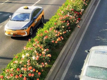 北京丰台17.6公里月季项链上线，三环路变身浪漫花廊