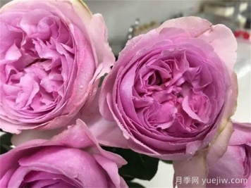 伊芙玫瑰香水月季