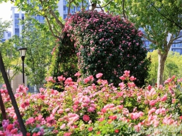 上海浦东滨江前滩月季园，置身月季花海