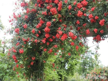 蔷薇已开满墙！这波被成都成华美到了