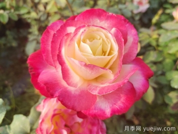 月季网推荐新手必入的9个大花月季