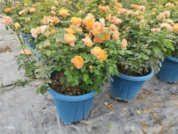 新手应该如何养月季花？