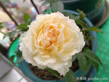 狄安娜阳台月季