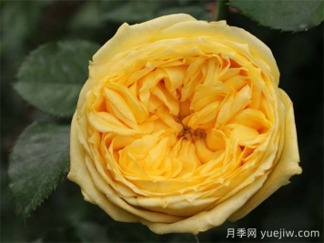 推荐8款好养黄色灌木月季品种