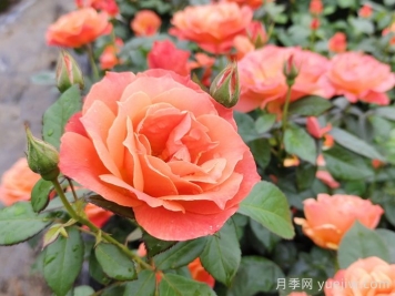 月季花什么时间开，花期多久？