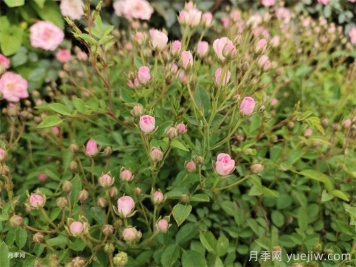 超微月季的优缺点是什么？