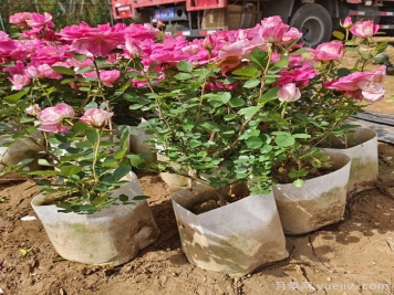 丰花月季大钵苗一平方需要多少棵？