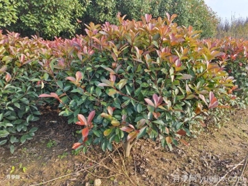 红叶石楠球是常绿还是落叶苗木？