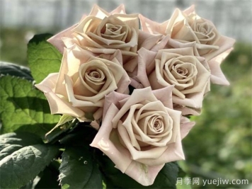 曼塔月季的优缺点是什么？