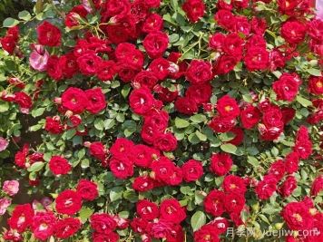 灌木月季和藤本月季，大月季的区别点？