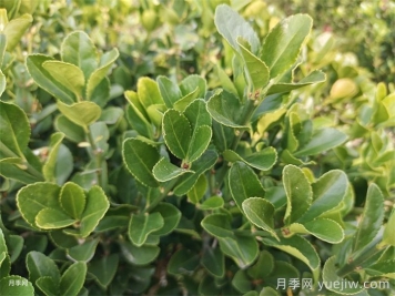 大叶黄杨和小叶黄杨有什么区别？