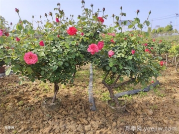 夏天树状月季几天浇一次水？