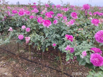 月季夏天怎么养？夏季月季的养殖注意事项