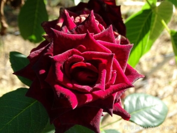 黑巴克玫瑰的花语