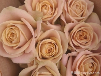 卡布奇诺玫瑰花适合送给什么人？