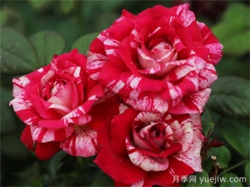 胡里奥月季的优缺点是什么？