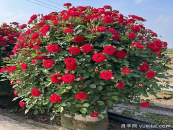 藤本月季造型花球冠幅1米价格