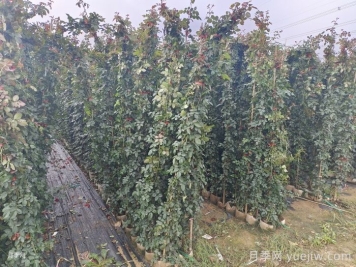 爬藤月季2米高多少钱一棵？