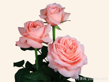 伦敦眼月季介绍和优缺点