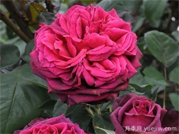 普及12种月季，养不死得小强月季