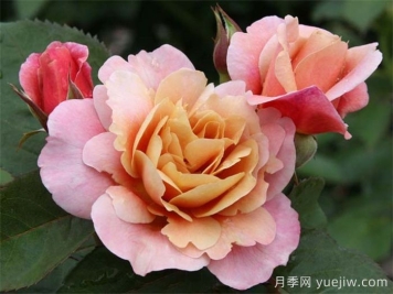 推荐8款复古柔色月季，色彩独特，花型优雅