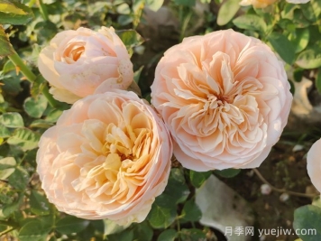 月季介绍，朱丽叶月季