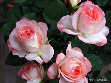 月季介绍，可爱多月季