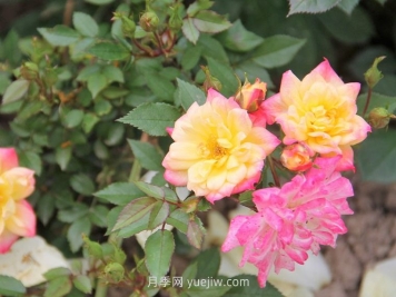 小五彩月季介绍和优缺点