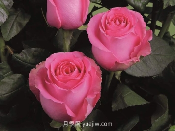 上海夫人月季介绍和优缺点