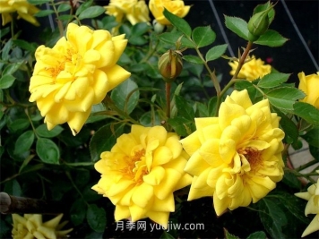 黄金珠宝月季介绍和优缺点