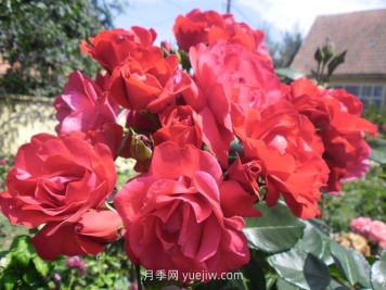 绯红天空月季介绍和优缺点