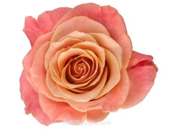 夏日赏花必入！这9款玫瑰让花期超长待机