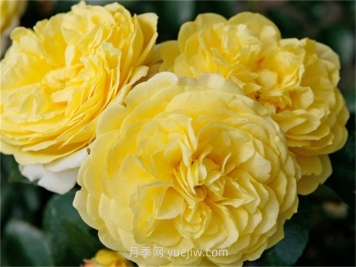 索莱罗月季介绍和优缺点