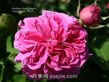 艾萨克太太月季介绍和优缺点