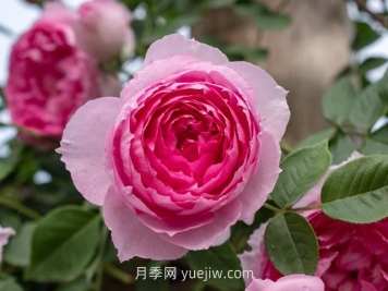 紫葡萄月季介绍和优缺点