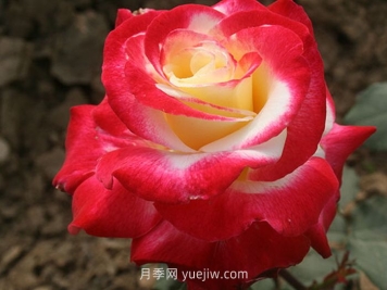 红双喜月季介绍和优缺点